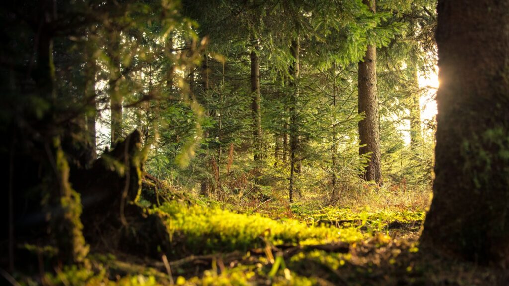 Wald